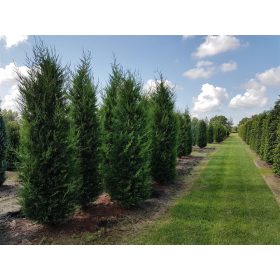   Cupressocyparis Leylandii ’Klón 2001’ – Oszlopos leyland ciprus