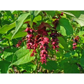 Leycesteria formosa – Himalájai fácánbogyó