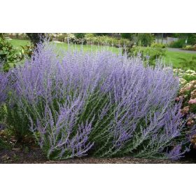   Perovskia atriplicifolia 'Blue Spire' – Kék sudárzsálya