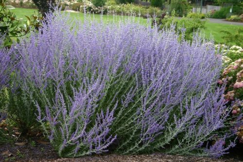 Perovskia atriplicifolia – Kék sudárzsálya