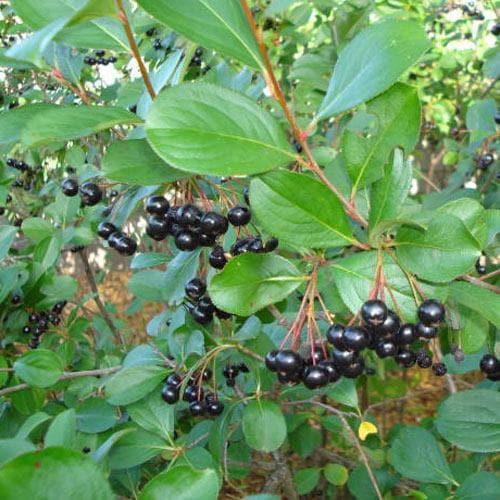 Aronia melanocarpa – Fekete törpeberkenye