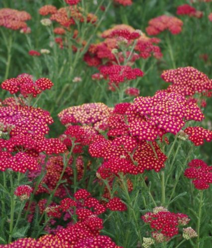 Achillea mill. ’Red Velvet’- Közönséges cickafark