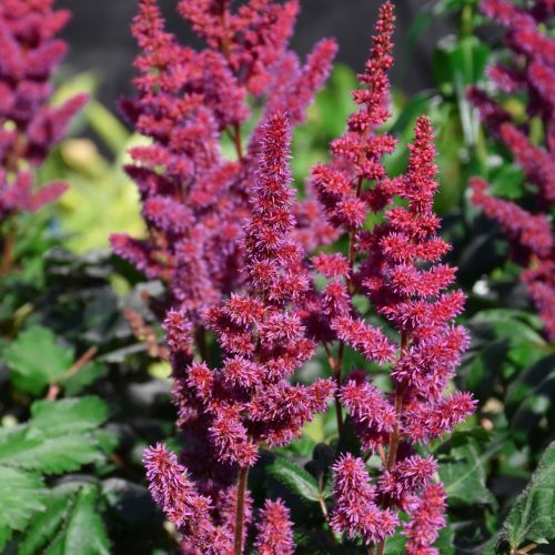 Astilbe chin. ’Visions in Red’ – Kínai tollbuga