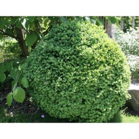 Buxus semp. ’Suffruticosa’ – Gömb puszpáng