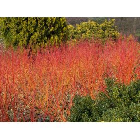   Cornus sang. ’Anny's Winter Orange’ – Veresgyűrű som