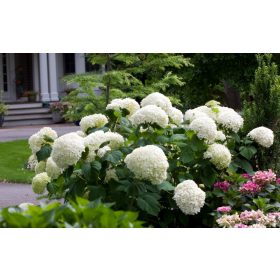 Hydrangea arb. ’Strong Annabelle’ – Cserjés hortenzia