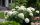 Hydrangea arb. ’Strong Annabelle’ – Cserjés hortenzia