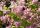 Deutzia X hybrida ’Magicien’ – Rózsaszín virágú gyöngyvirágcserje