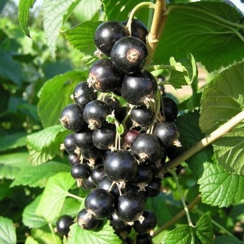 Ribes nigrum ’Titania’ – Fekete ribizli