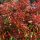 Photinia fr. ’Camilvy’ – Korallberkenye