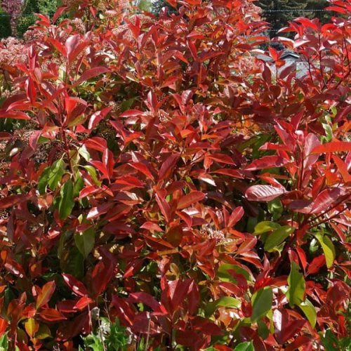 Photinia fr. ’Camilvy’ – Korallberkenye