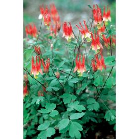   Aquilegia canad. ’Little Lantenrs’ – Kanadai harangláb