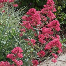 Centranthus ruber Coccineus – Sarkantyúvirág