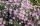 Aster ericoides ’Pink Cloud’ – Tűlevelű őszirózsa