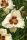 Hemerocallis ’Snowy Eyes’ – Sásliliom