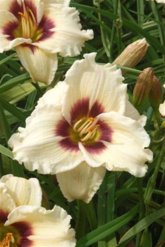Hemerocallis ’Snowy Eyes’ – Sásliliom