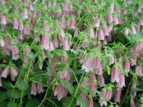 Campanula punct. ’Elisabeth’ – Pettyegetett harangvirág