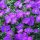 Aubrieta grac. ’Cascade Purple’ – Pázsitviola