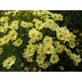 Coreopsis ’Big Bang Full Moon’ – Menyecskeszem