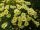 Coreopsis ’Big Bang Full Moon’ – Menyecskeszem