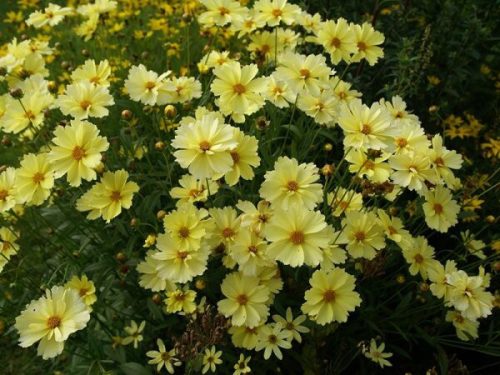 Coreopsis ’Big Bang Full Moon’ – Menyecskeszem