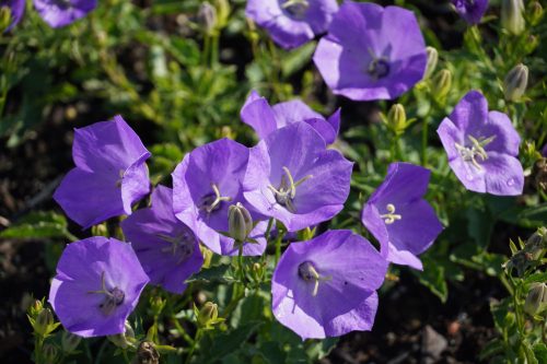 Campanula carp. ’Karl Foerster’ – Kárpáti harangvirág