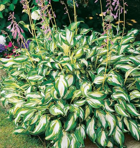 Hosta undulata ’Mediovariegata’ – Árnyékliliom