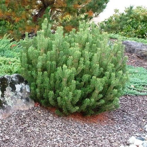 Pinus mugo – Havasi törpefenyő