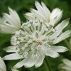 Astrantia major ’Superstar’ – Nagy völgycsillag