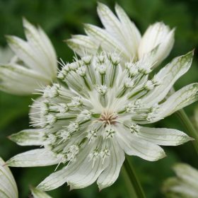 Astrantia major ’Superstar’ – Nagy völgycsillag