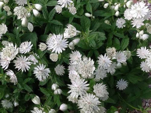 Astrantia major ’Superstar’ – Nagy völgycsillag