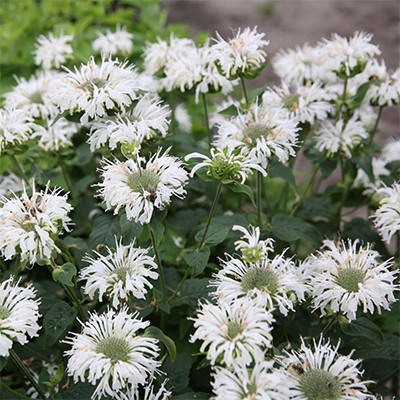 Monarda ’Bee Bright’ - Méhbalzsam