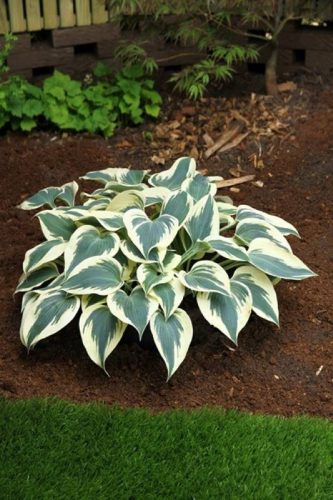 Hosta ’Firn Line’ – Árnyékliliom