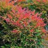 Nandina dom. ’Gulf Stream’ – Japán szentfa