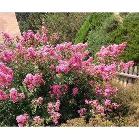   Lagerstroemia ind. ’Petite Pink’ – Kínai selyemmirtusz