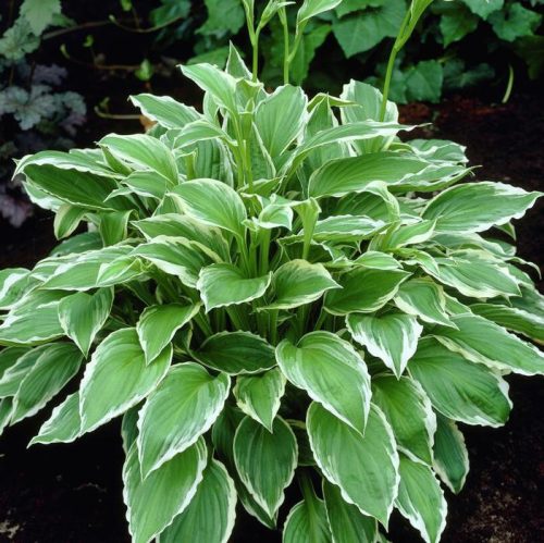 Hosta undulata ’Albomarginata’ – Árnyékliliom