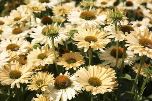 Echinacea ’Sensation Mango’ – Bíbor kasvirág