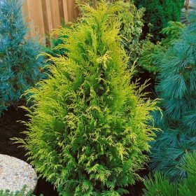   Chamaecyparis laws. ’Yvonne’ – Arany oregoni hamisciprus