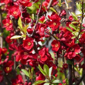 Chaenomeles x sup. ’Etna’ – Piros virágú japánbirs