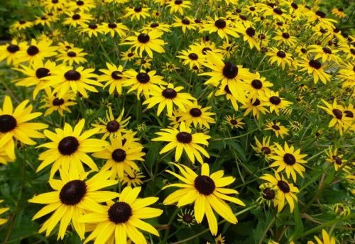 Rudbeckia fulg. ’City Garden’ – Pompás kúpvirág