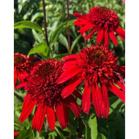 Echinacea ’Sweet Chili’– Bíbor kasvirág
