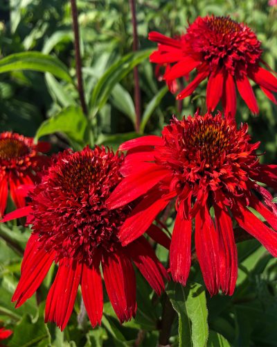 Echinacea ’Sweet Chili’– Bíbor kasvirág