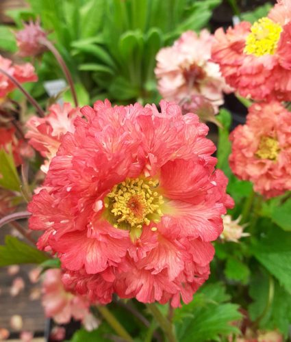 Geum ’Bohema Pink’ – Gyömbérgyökér