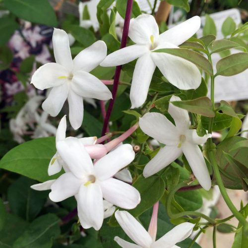 Jasminum officinale – Közönséges jázmin