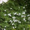 Jasminum officinale – Közönséges jázmin