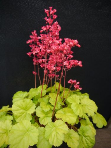 Heuchera ’Princess Aurora’ – Tűzeső