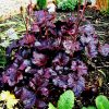 Heuchera ’Obsidian’ – Tűzeső