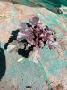 Heuchera ’Obsidian’ – Tűzeső