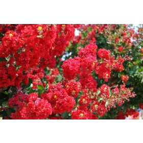 Lagerstroemia ind. ’Dynamite’ – Kínai selyemmirtusz