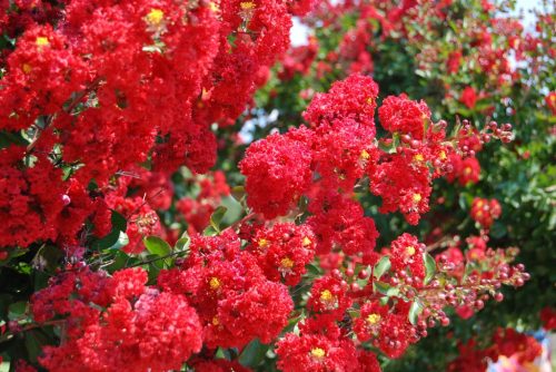 Lagerstroemia ind. ’Dynamite’ – Kínai selyemmirtusz